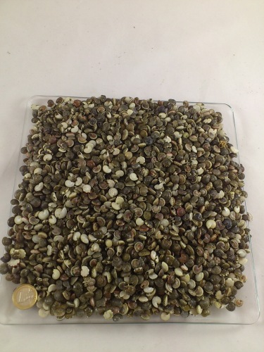 Umbonium black 1 cm 1 kg.